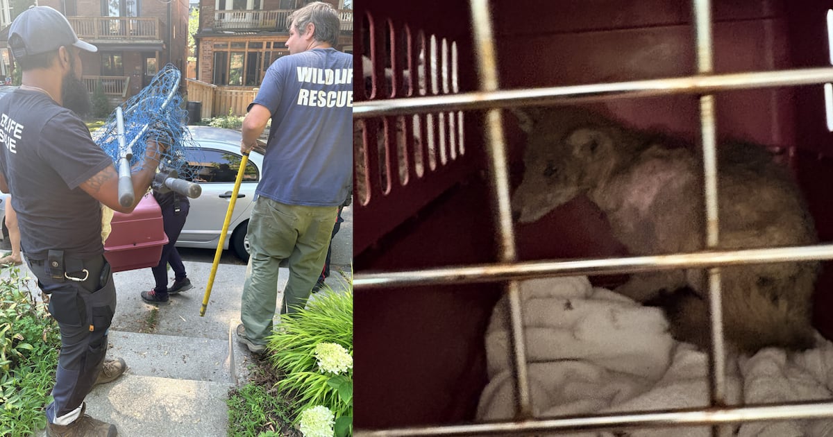 Toronto family recounts ‘very stinky’ encounter with sick coyote