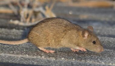 LETTER: Does Surrey have a rat problem?