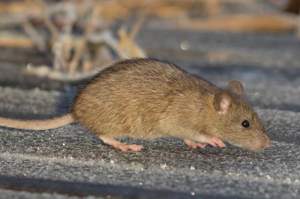 LETTER: Does Surrey have a rat problem?