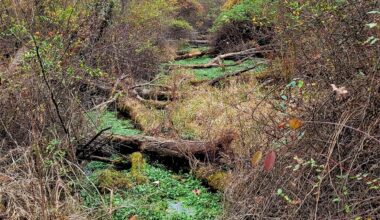 Pennsylvania’s Eastern Mississauga is the rattlesnake no one talks about – Pottsville Republican Herald