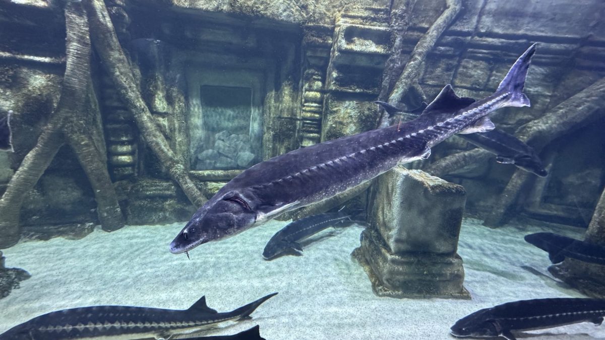 Sturgeon fish swimming in a large aquarium tank