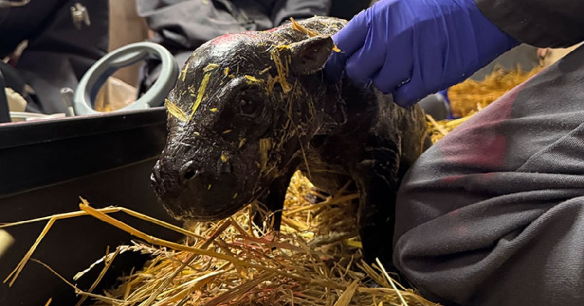 Toronto Zoo welcomes birth of pygmy hippo