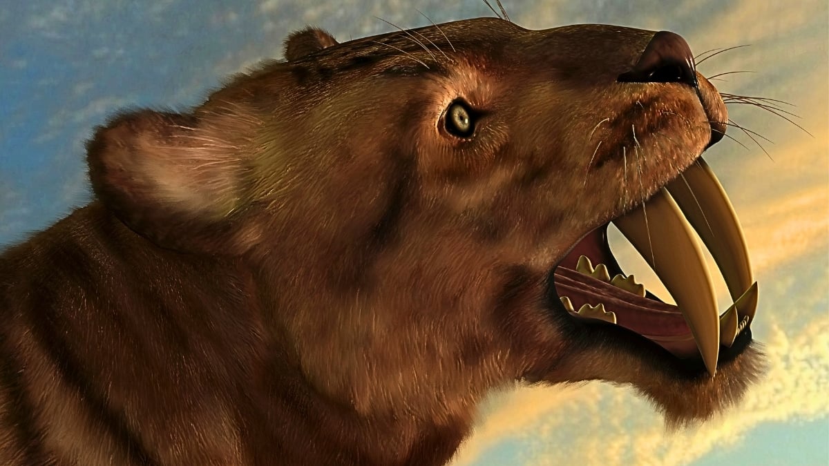 Saber-Toothed Cats Were A Diseased, Inbred Mess Before They Went Extinct, New Research Suggests : ScienceAlert