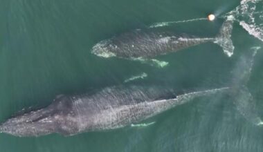 VIDEO: Victoria whale watching captain sounds alarm for tangled humpback calf