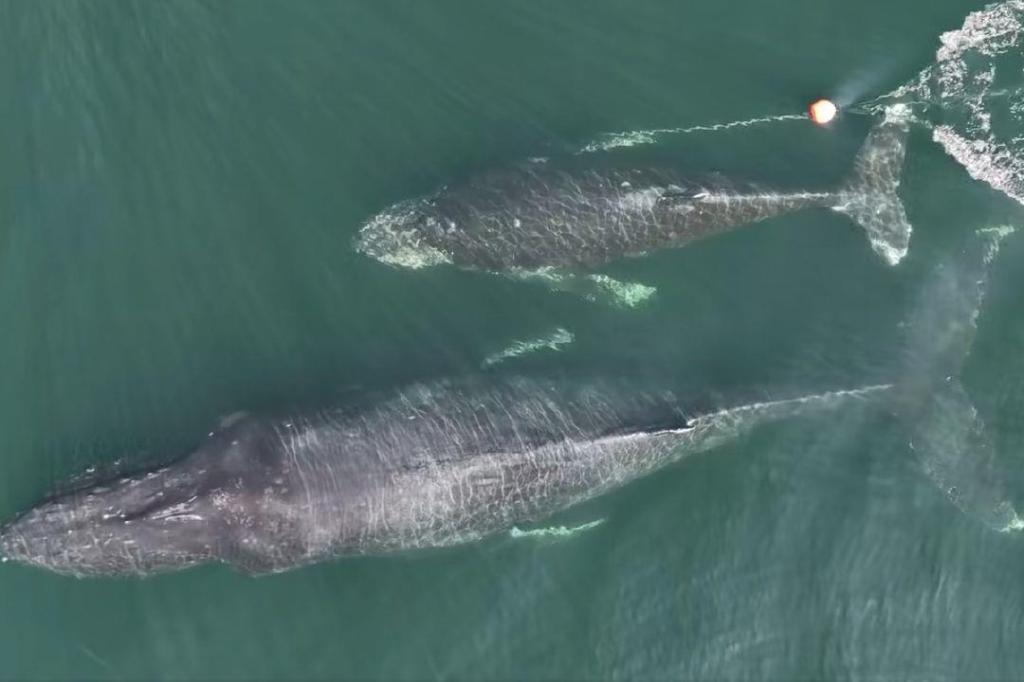 VIDEO: Victoria whale watching captain sounds alarm for tangled humpback calf