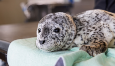Two rescued harbour seal pups returned to the wild