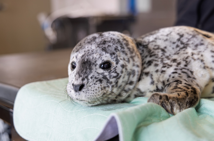 Two rescued harbour seal pups returned to the wild