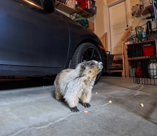Stowaway marmot from Kananaskis returns to same Airdrie garage - DiscoverAirdrie.com