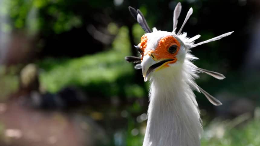 A white bird with a red face and long black feathers poking out from the back of its head.