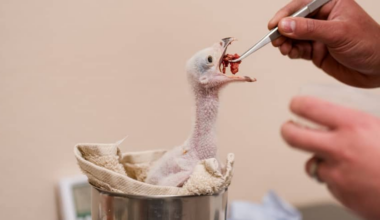 Hands holding tweezers feed meat to a baby bird with no feathers.