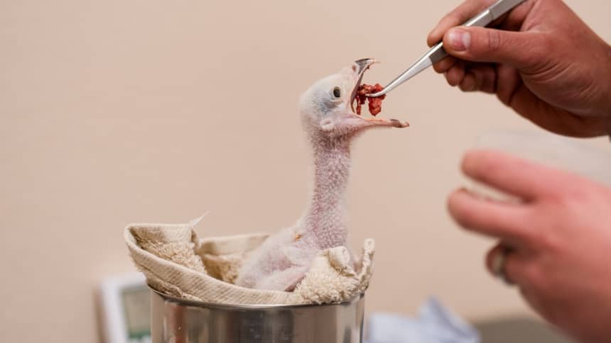 Hands holding tweezers feed meat to a baby bird with no feathers.