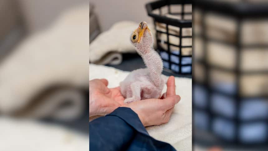 Hands hold a baby bird with pink skin and no feathers.