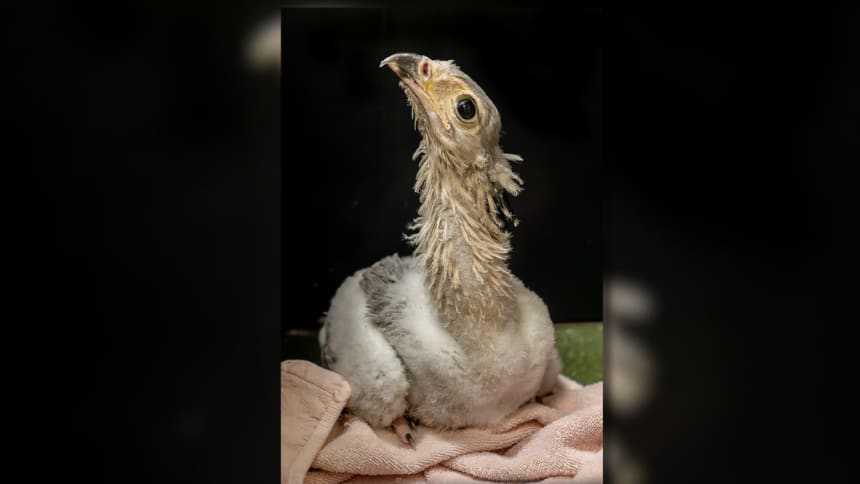 A baby bird with some feather growth.