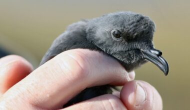 Puffin and Petrel Patrol Underway for Another Season