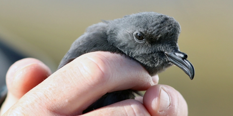 Puffin and Petrel Patrol Underway for Another Season