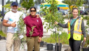 $20 tree sale for Surrey residents only this week