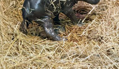 Birth of pygmy hippo calf at Toronto Zoo brings hope and excitement