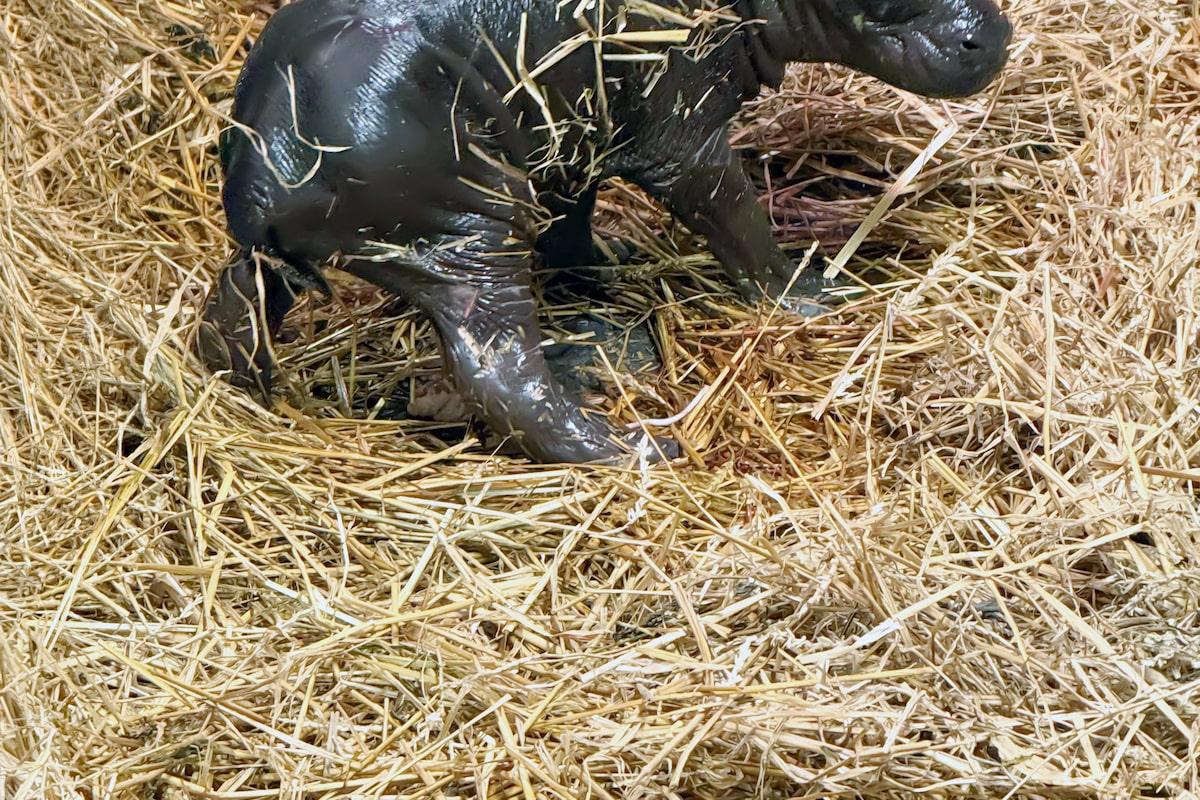 Birth of pygmy hippo calf at Toronto Zoo brings hope and excitement
