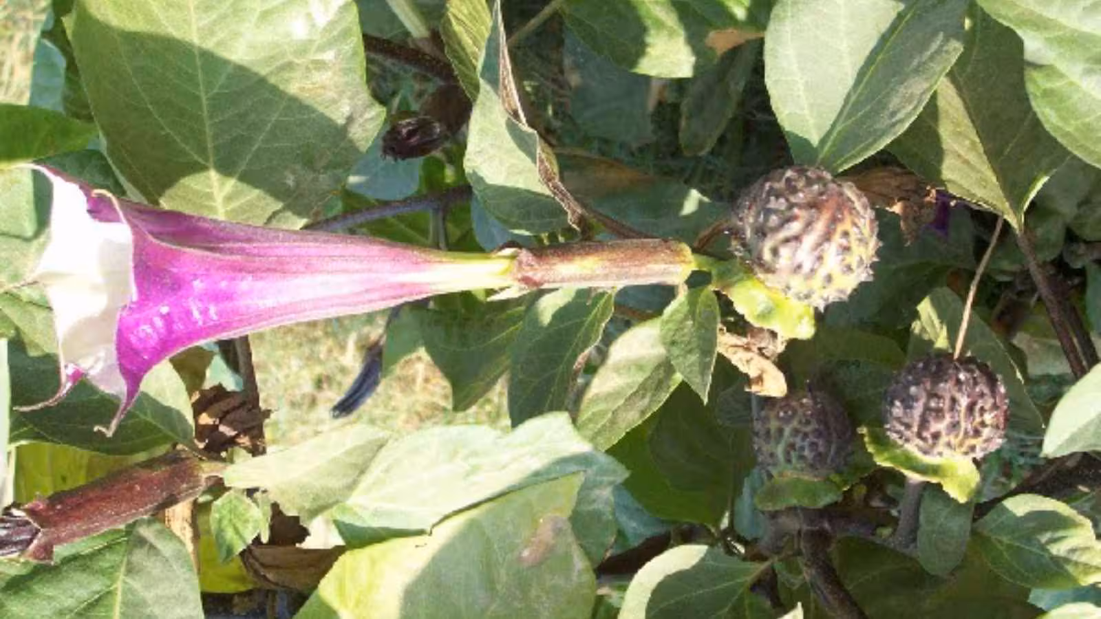 Datura is a poisonous plant, and experts warn that every part of it can be toxic, including its fruits, seeds, flowers and leaves. Accidental ingestion can cause serious poisoning and potentially life-threatening complications.