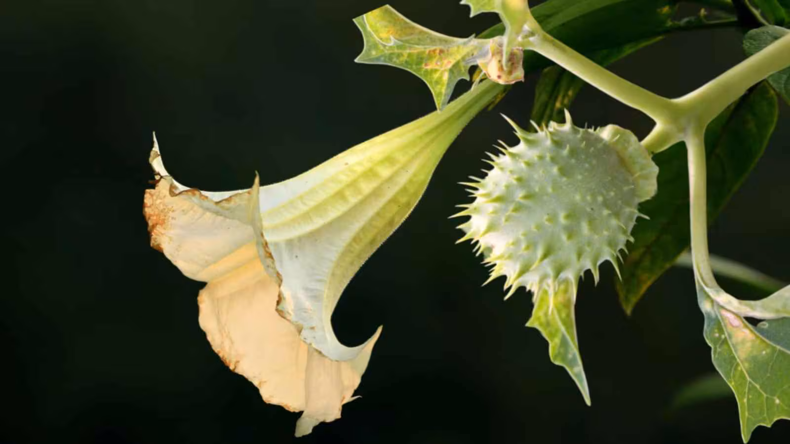 Vaidya Vasudev Mukhiya, who has worked with medicinal herbs for nearly 20 years, and Ayurvedacharya Bhuvanesh Pandey, with around 40 years of Ayurvedic experience, explain Datura’s poisonous nature and traditional medicinal significance.