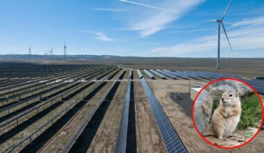 A ground squirrel that weighs less than a burrito and sleeps eight months a year keeps every truck at an Oregon plant powering 100,000 homes down to 20 mph, fences off 785 feet around each colony, and the state tells the operator to armor the cables because it chews