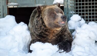 Grouse Mountain’s iconic bear Grinder dies