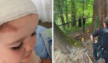 Bear killed by RCMP was animal that attacked B.C. toddler, contrary to earlier finding - CTV News