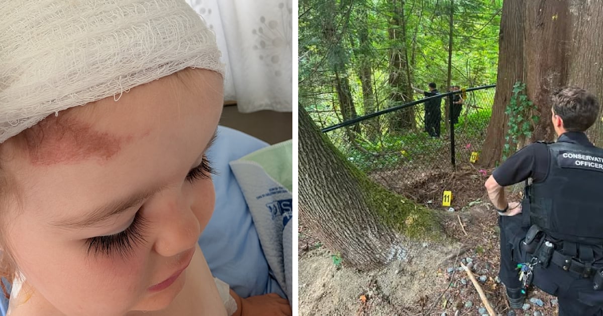 Bear killed by RCMP was animal that attacked B.C. toddler, contrary to earlier finding - CTV News