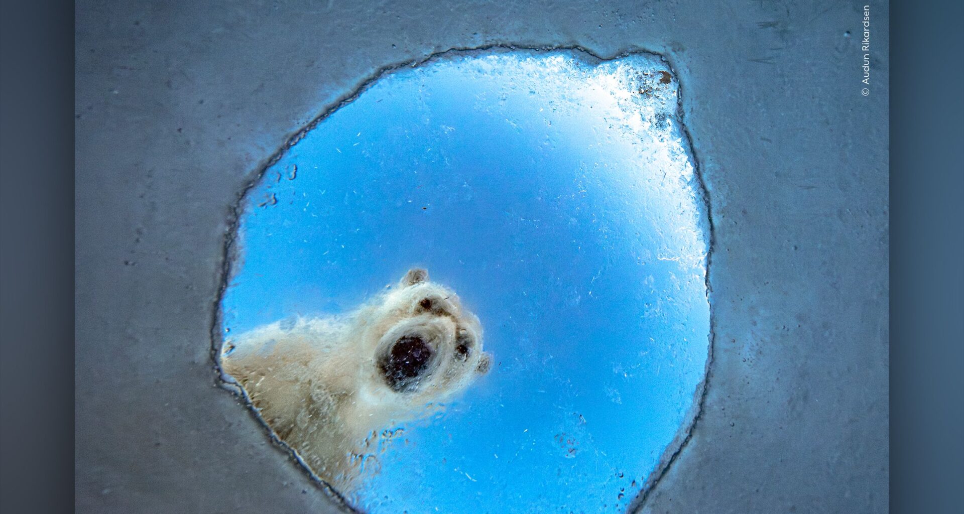 Eight hours after drilling an adjacent hole in the Arctic ice, this photographer finally captured a polar bear staring straight into his DSLR lens