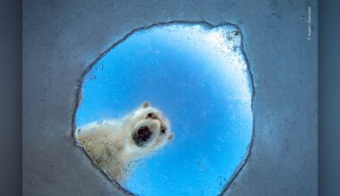 Eight hours after drilling an adjacent hole in the Arctic ice, this photographer finally captured a polar bear staring straight into his DSLR lens