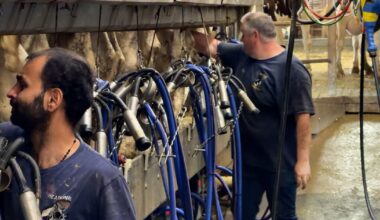 Ottawa area dairy farmers cautious of new trade deal - CTV News