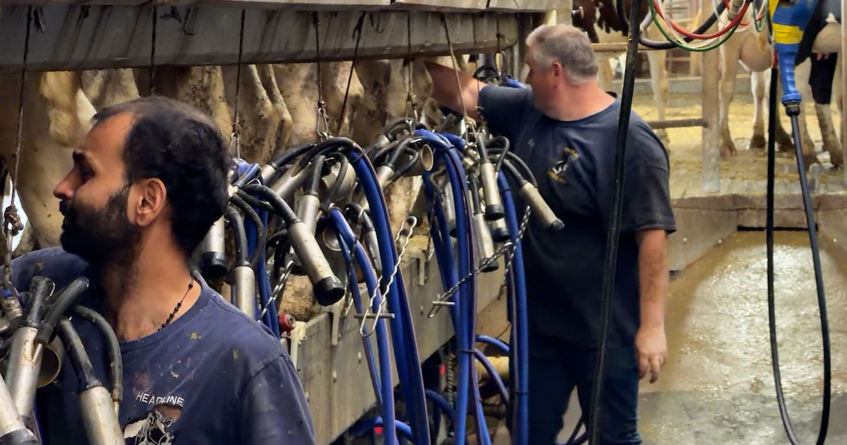 Ottawa area dairy farmers cautious of new trade deal - CTV News