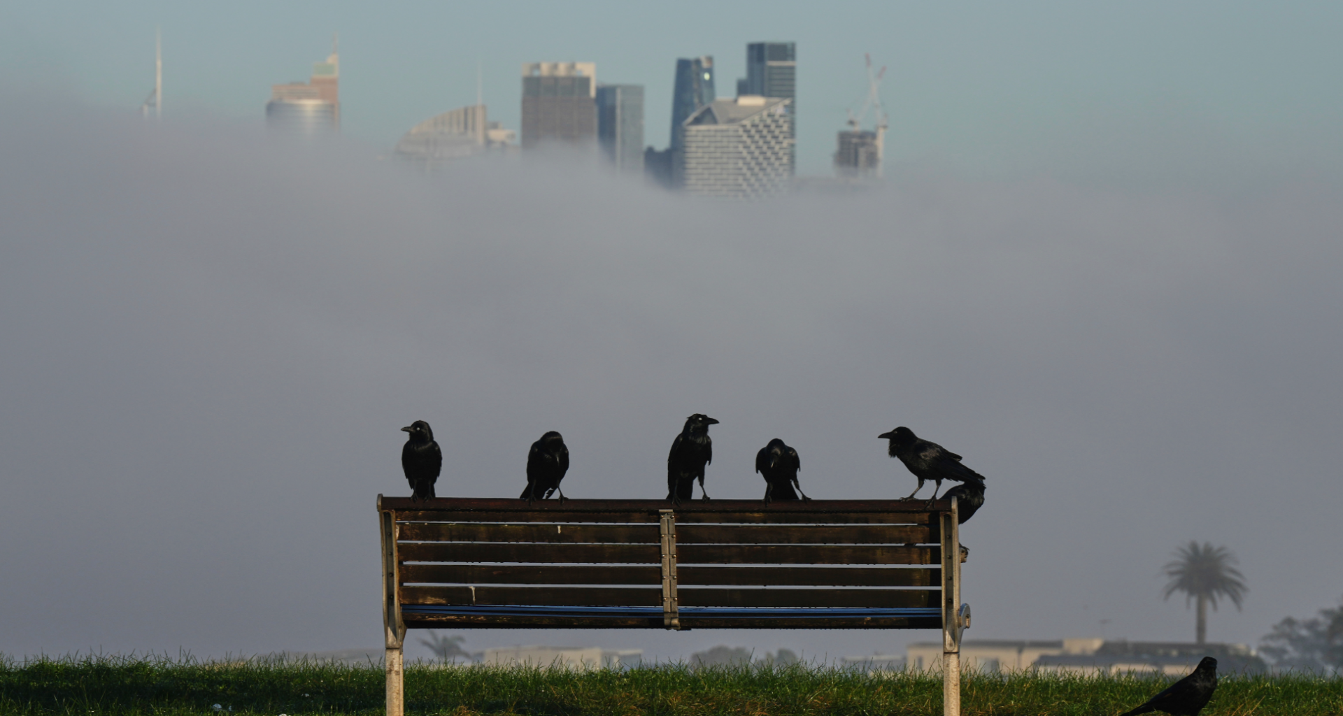 Australia confirms first mass death of seabirds from H5N1 bird flu