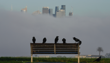 Australia confirms first mass death of seabirds from H5N1 bird flu