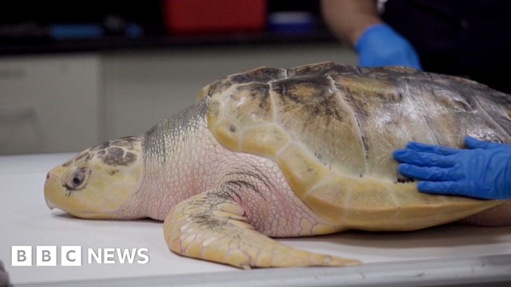 Watch: Endangered sea turtle makes 5,000-mile journey back to Texas from Wales