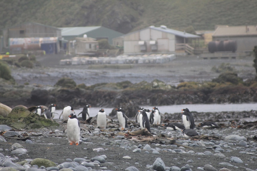 Penguins gather in front of several buildings at Macquarie Island Station.