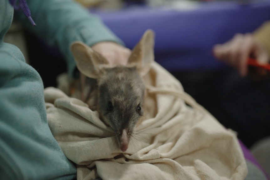 Close up of a bilby in a bag about to be released into a national park.