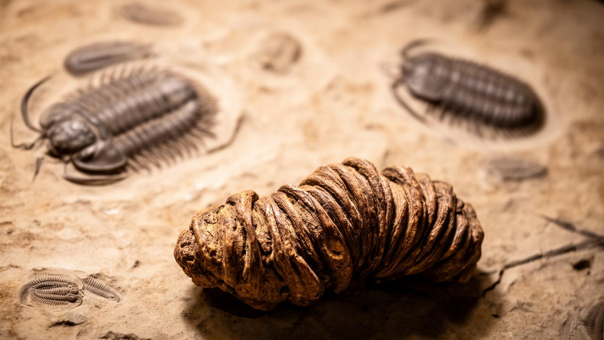 Cambrian Explosion May Have Been Triggered by Primitive Animal Feces — BigGo Finance