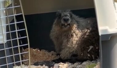 Stowaway marmot that returned to Airdrie garage is back in the wild - DiscoverAirdrie.com