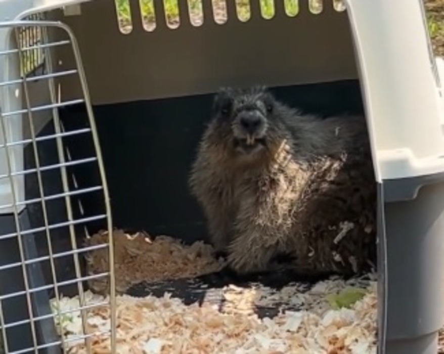 Stowaway marmot that returned to Airdrie garage is back in the wild - DiscoverAirdrie.com