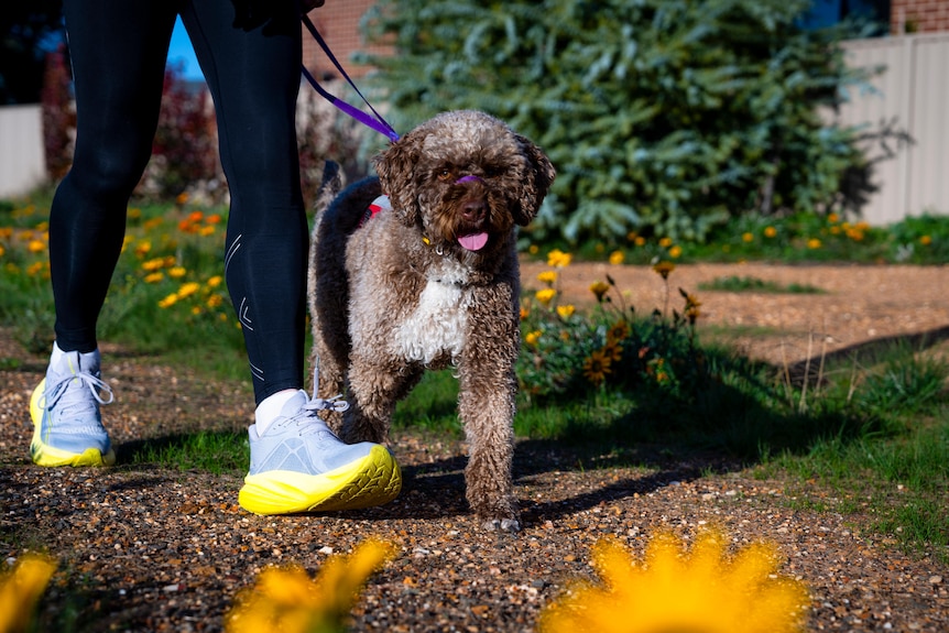 A dog on a lead.