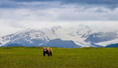 Alaskan brown bear