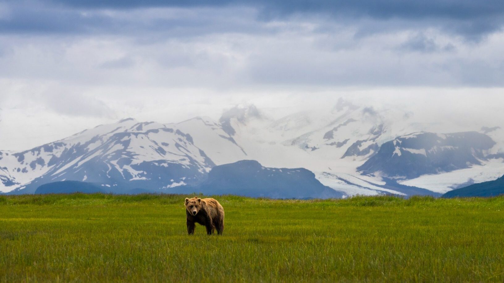 Alaskan brown bear