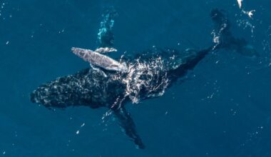 Super Rare Humpback Whale Birth Filmed by Drone For The First Time Off The Coast of Australia : ScienceAlert