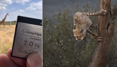 A split image showing a hand holding a Novachips 2.0 TB storage card against a blurred savanna background with a giraffe, and a cheetah cub climbing a tree trunk.