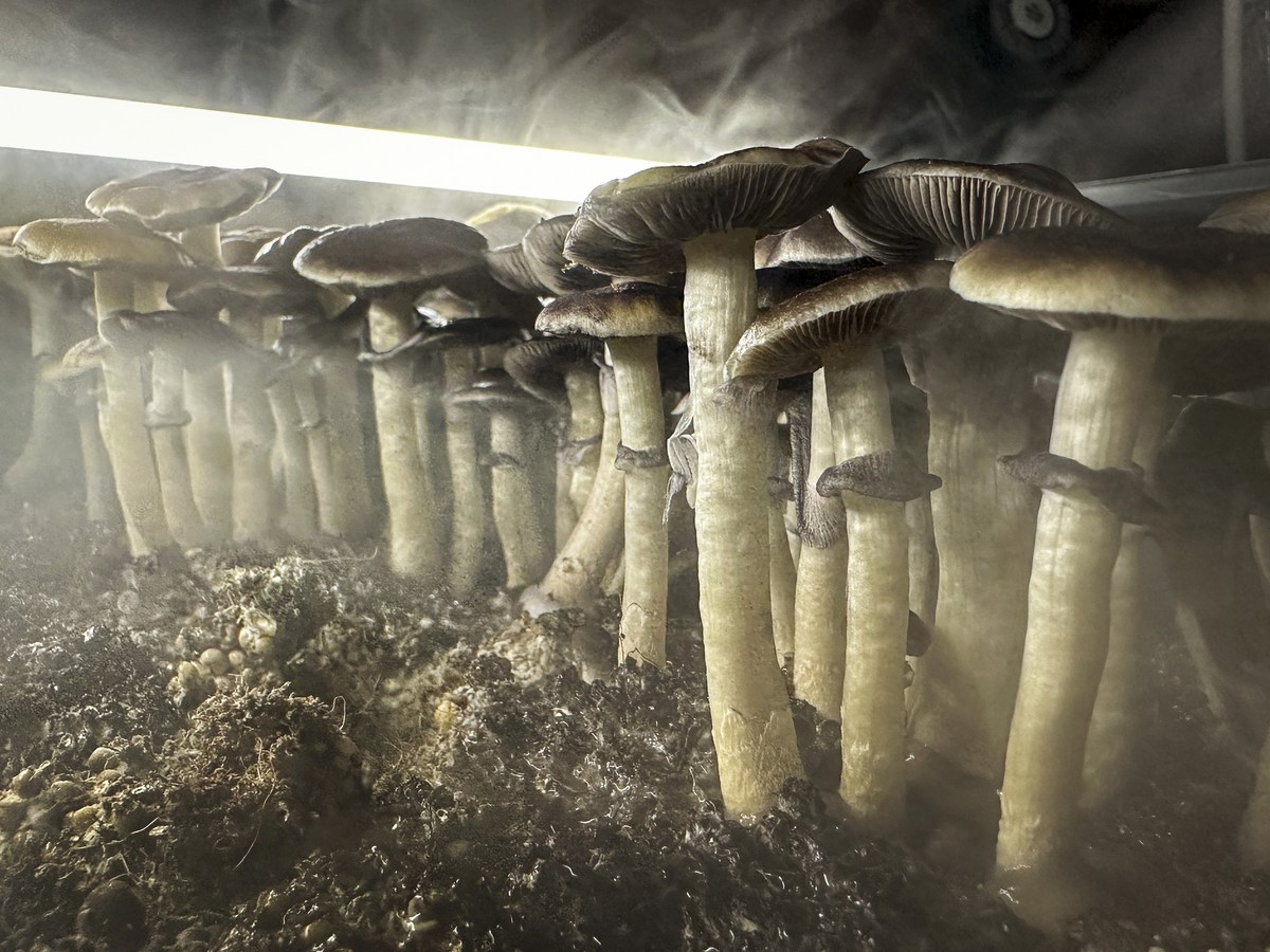 Psilocybin to Be Tested As Depression Treatment at Tuscaloosa VA