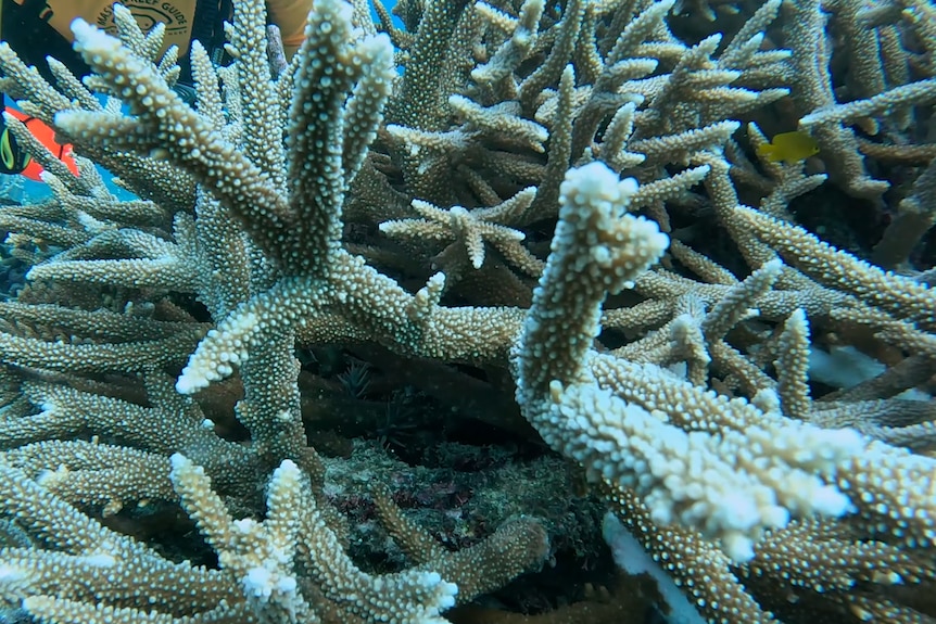Brown branching coral