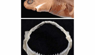 It uses its razor-sharp saw-like teeth as a cookie cutter to rip circular chunks of flesh from its prey