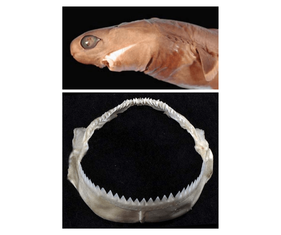 It uses its razor-sharp saw-like teeth as a cookie cutter to rip circular chunks of flesh from its prey