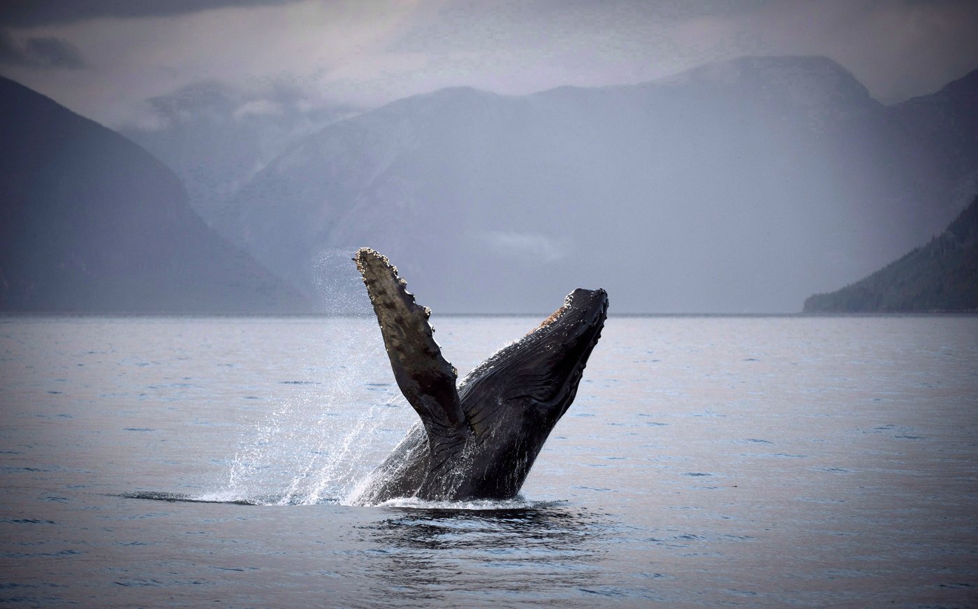 Two fishery officers hurt during 'incident' involving humpback whale off B.C. coast